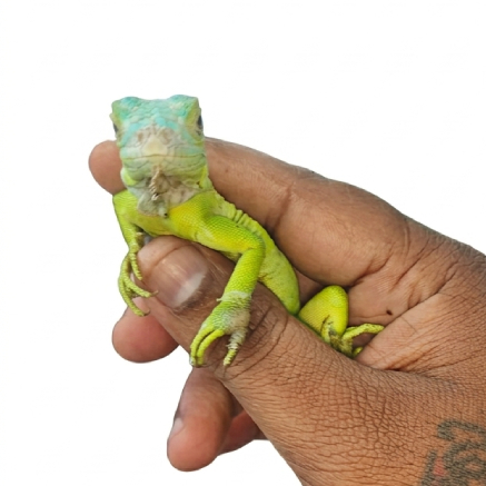Pet Image